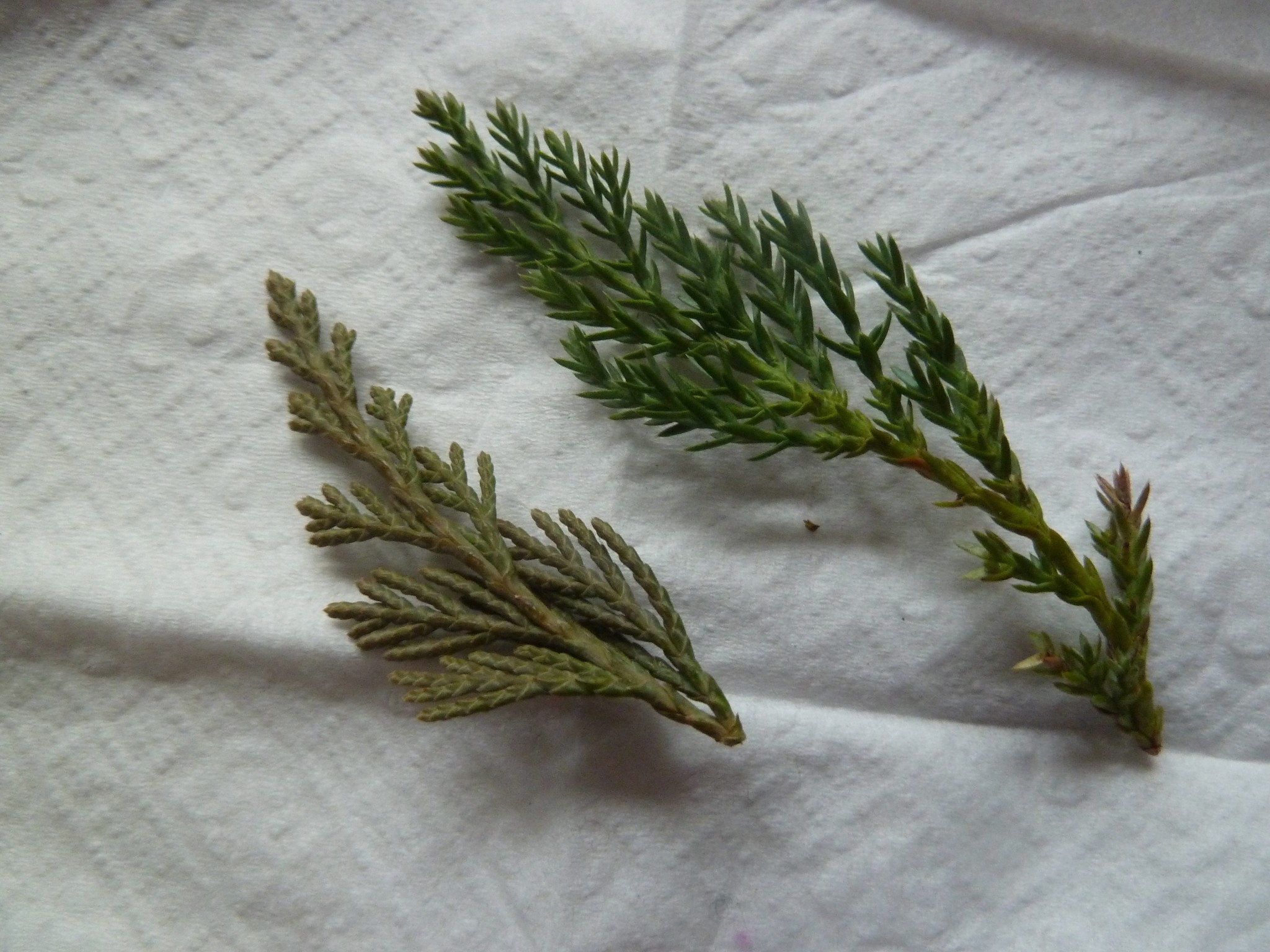 Juniper, Blue Rug — whole plant