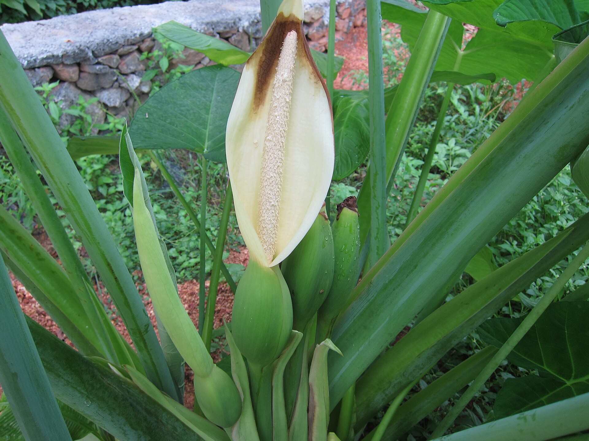 Elephant Ear Metal Head — flowers or notable detail