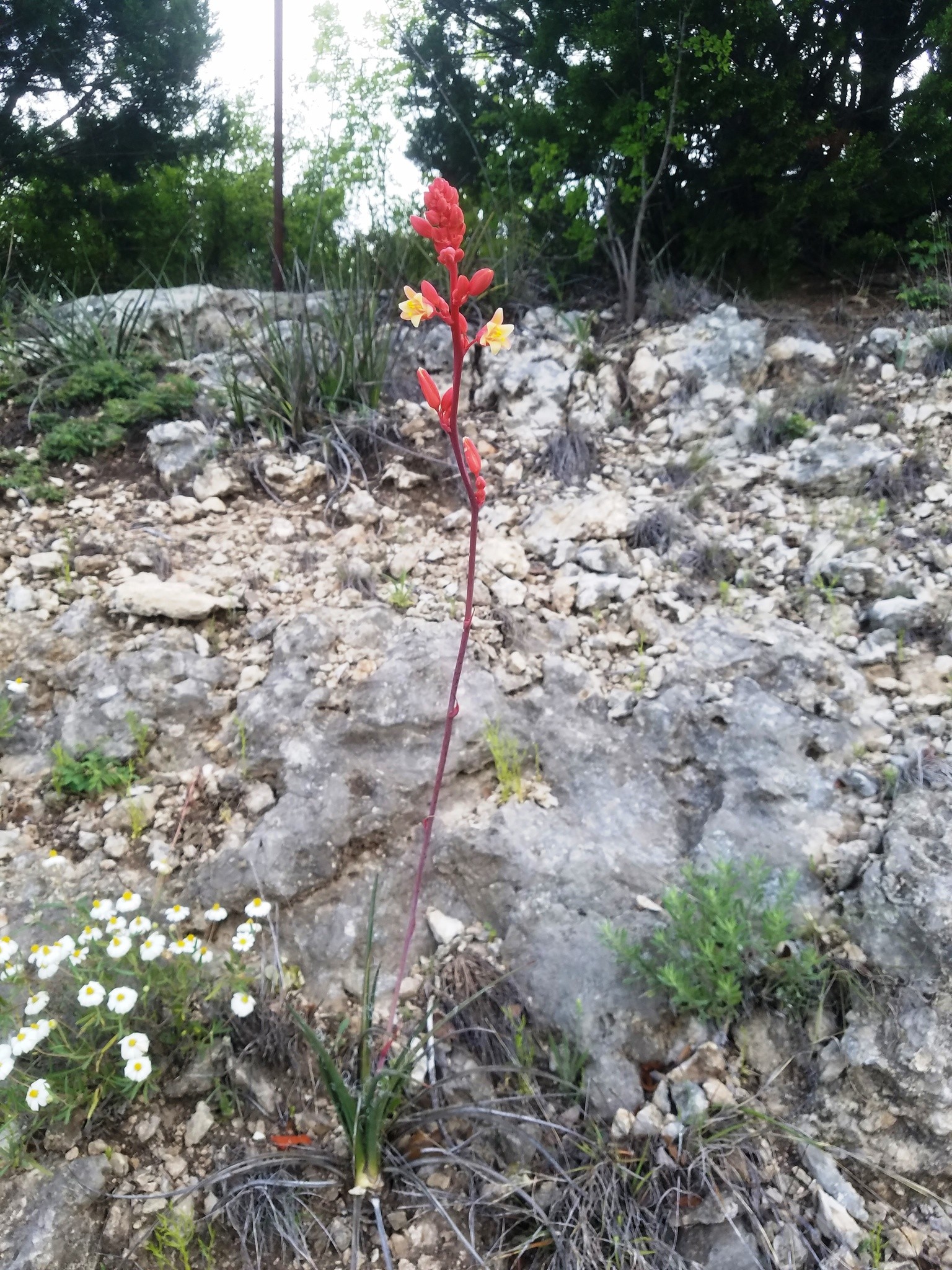 Yucca, Desert Flamenco — whole plant
