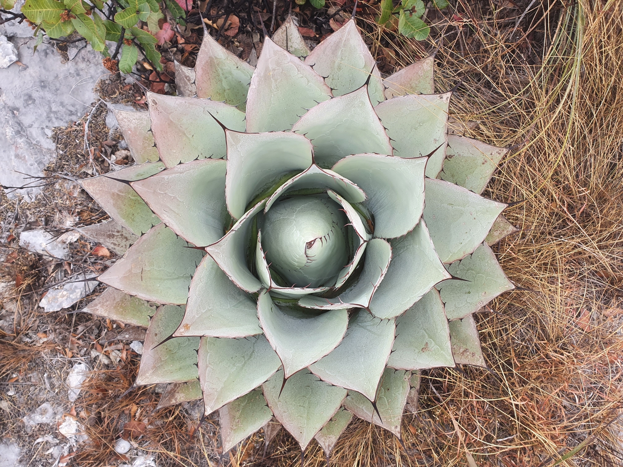 Agave, Whales Tongue — whole plant