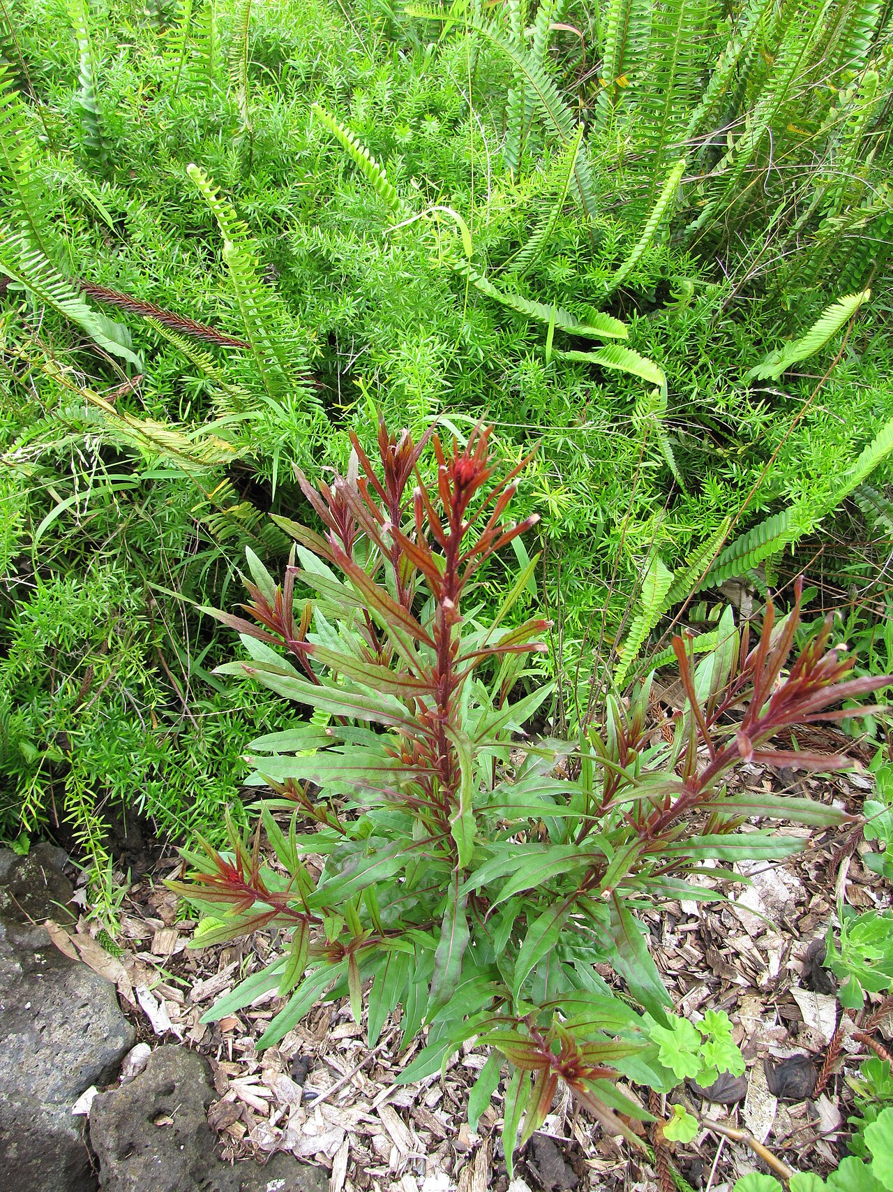 Guara, Pink And White — whole plant