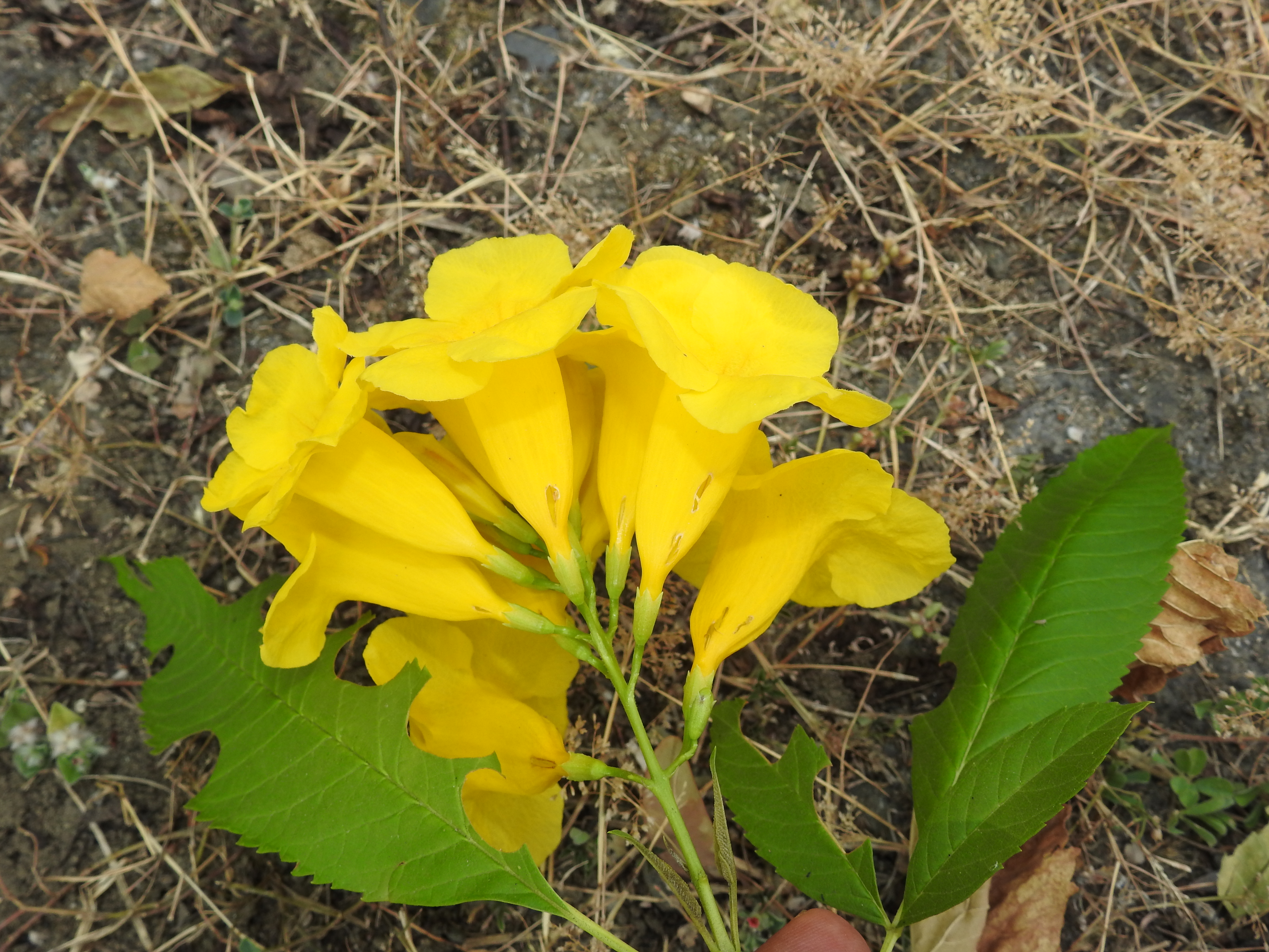 Esperanza (red) — flowers or notable detail