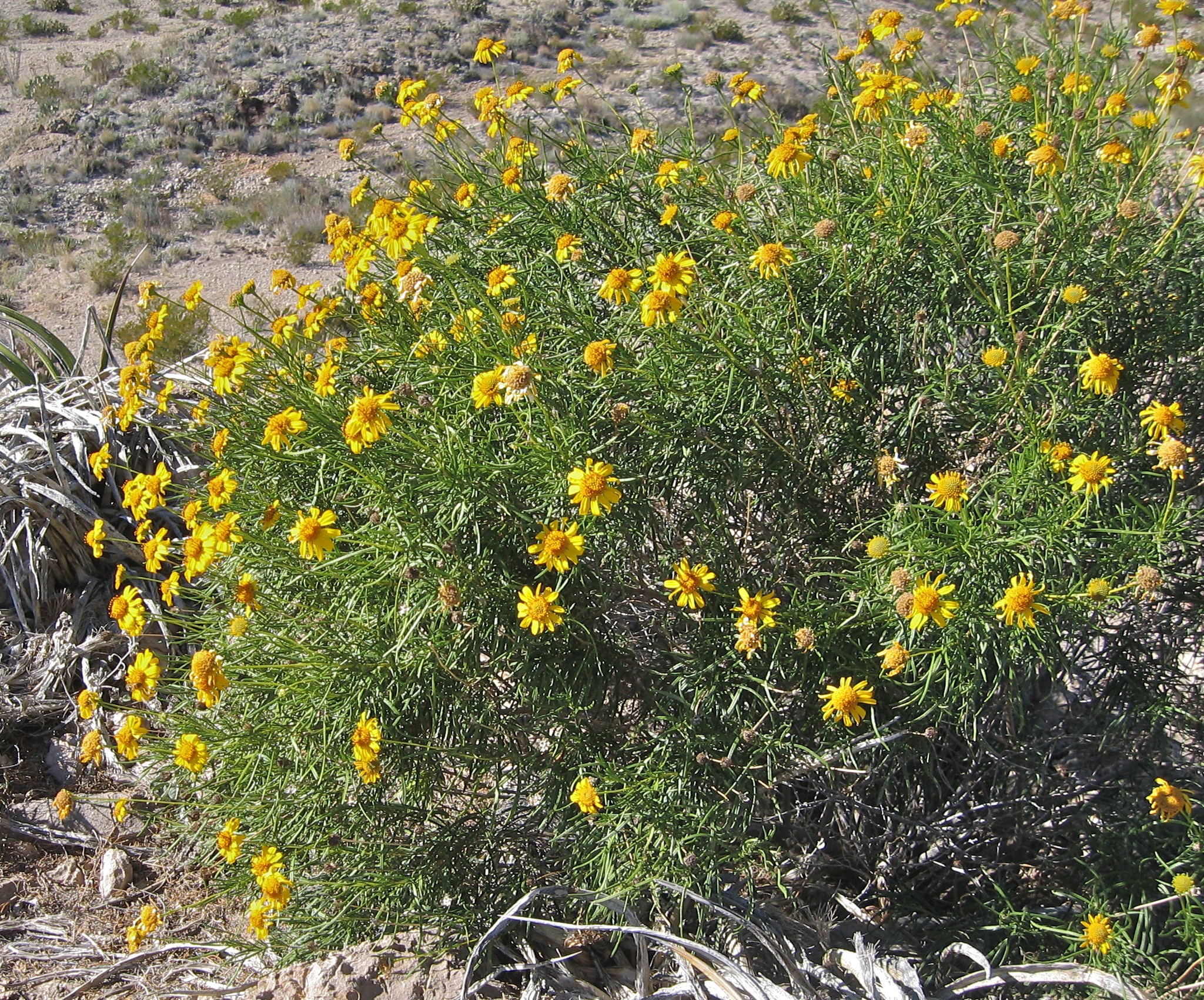 Skeletonleaf Goldeneye — whole plant