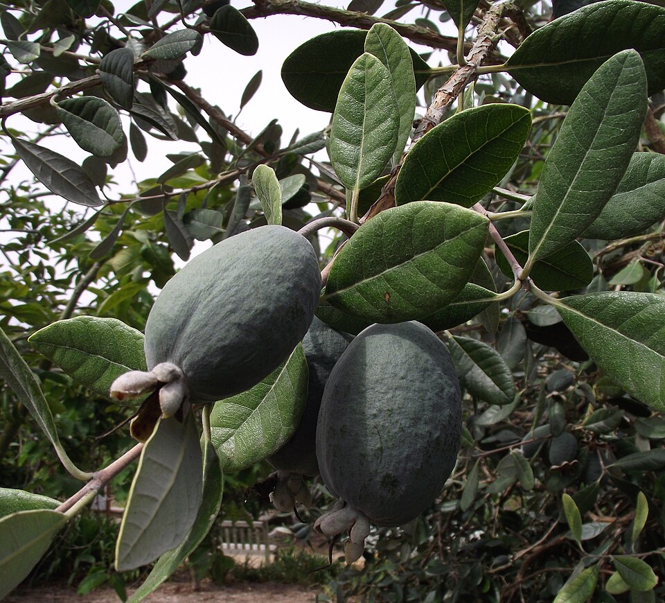 Pineapple Guava — whole plant