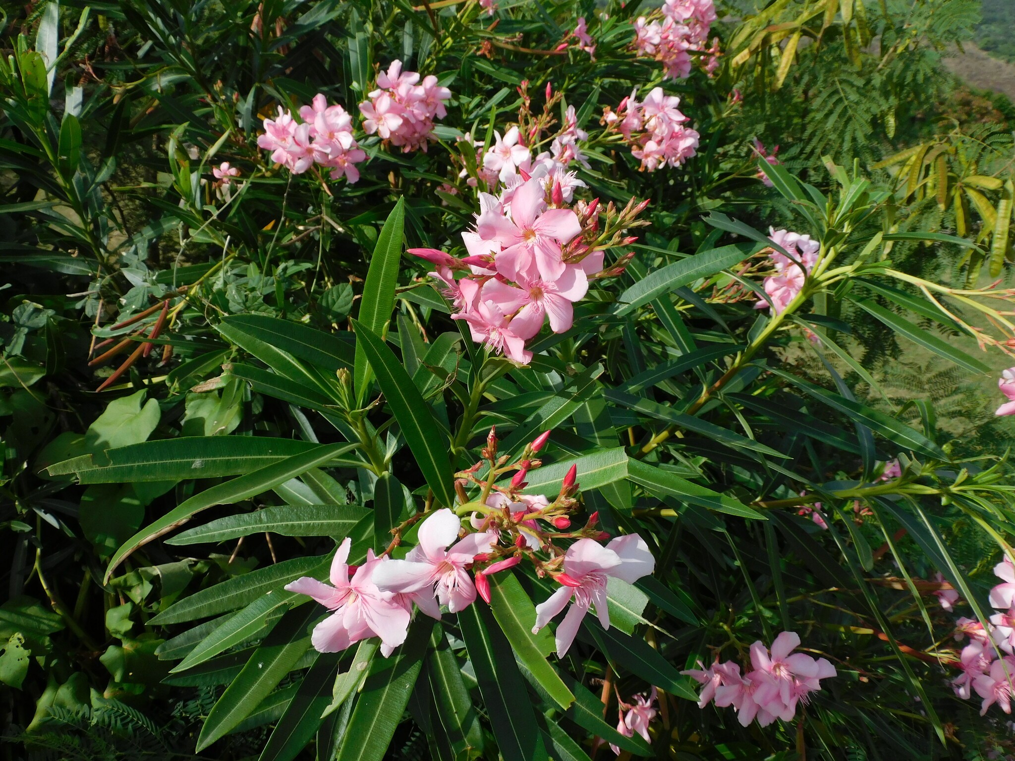 Oleander, Red — whole plant
