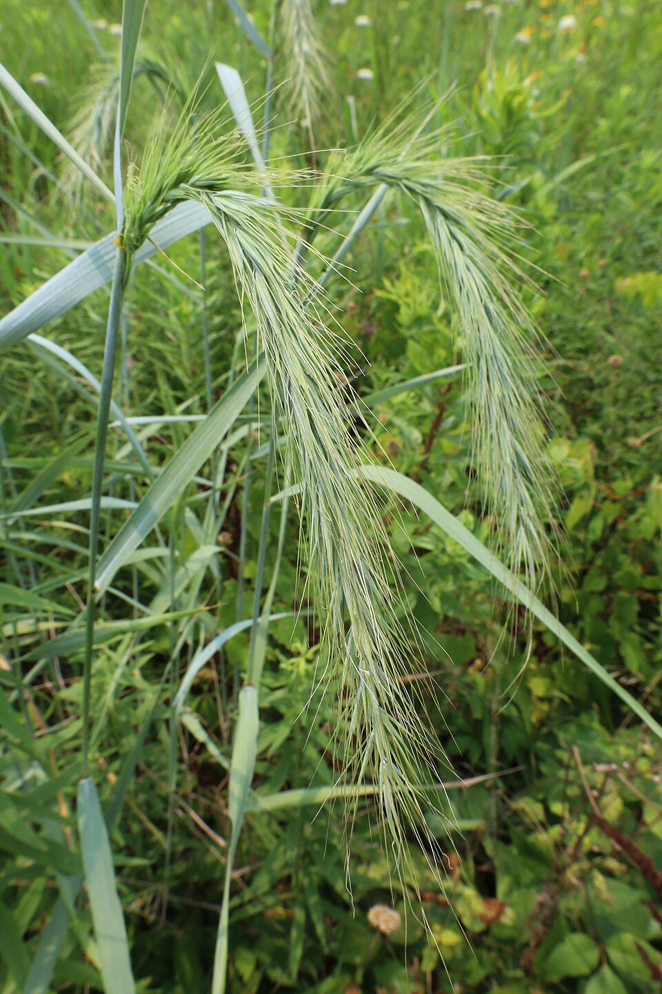 Grass, Canada Wildrye — flowers or notable detail