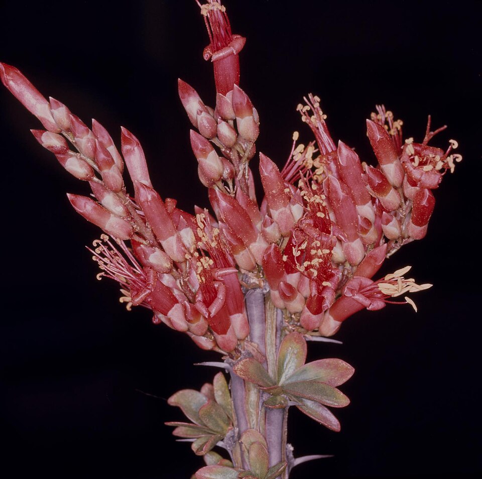 Ocotillo — whole plant