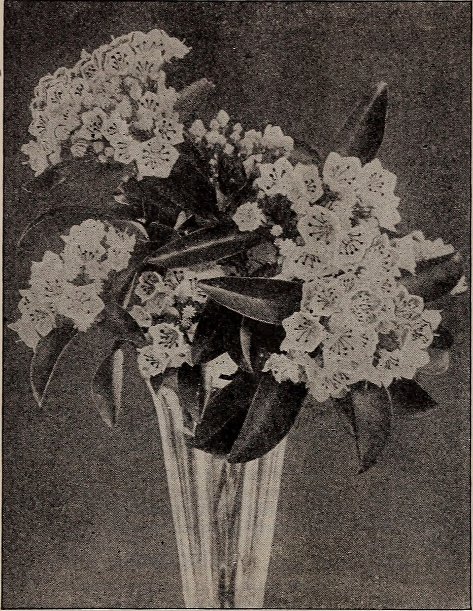 Holly, Sky Pencil — whole plant