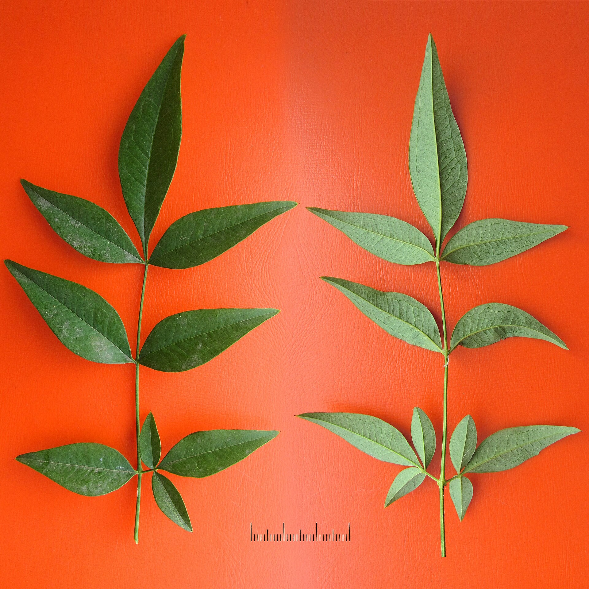 Nandina, Fire Power — flowers or notable detail