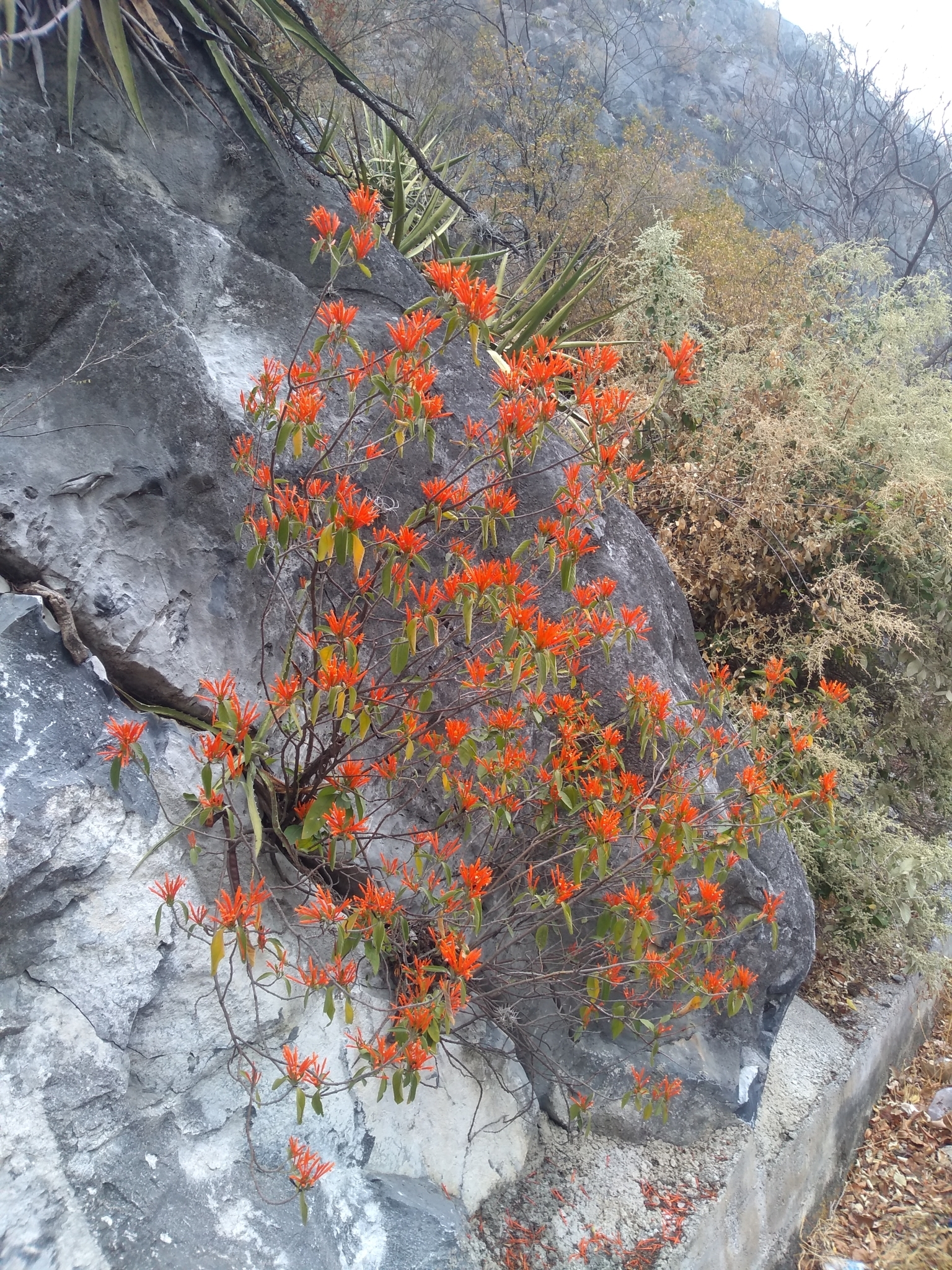 Mexican Honeysuckle — whole plant