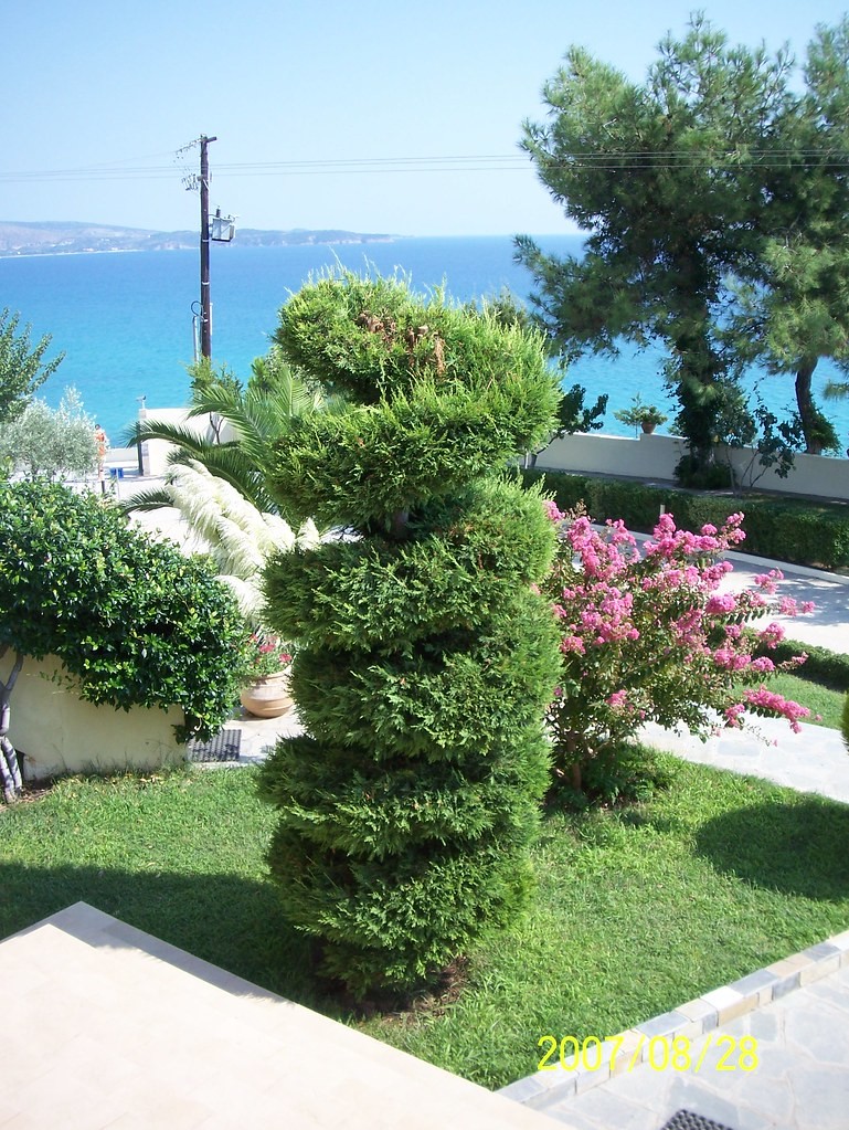 Topiary, Boxwood Pom Pom — whole plant