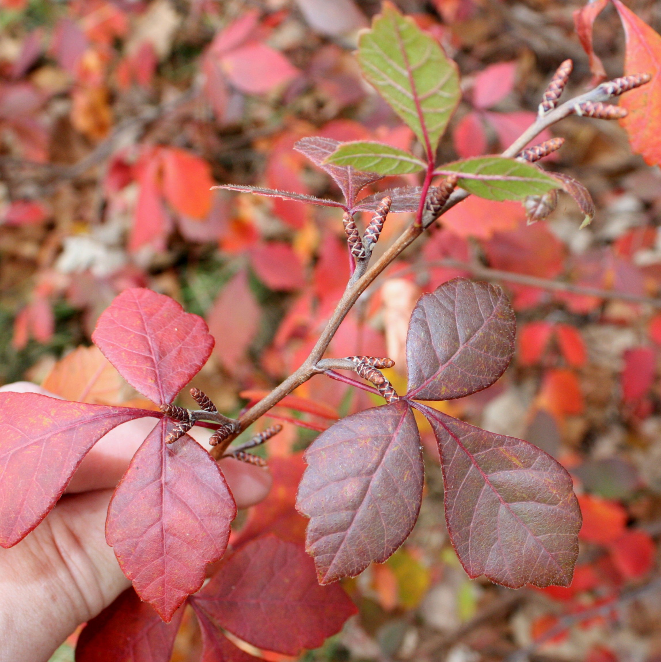 Sumac, Aromatic — whole plant