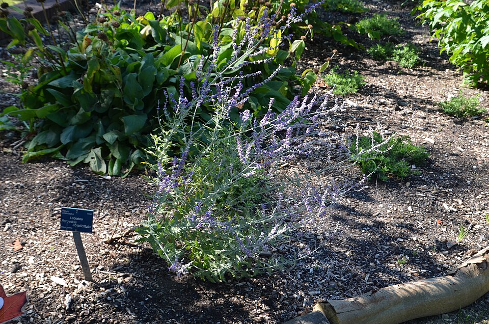 Sage, Russian — whole plant
