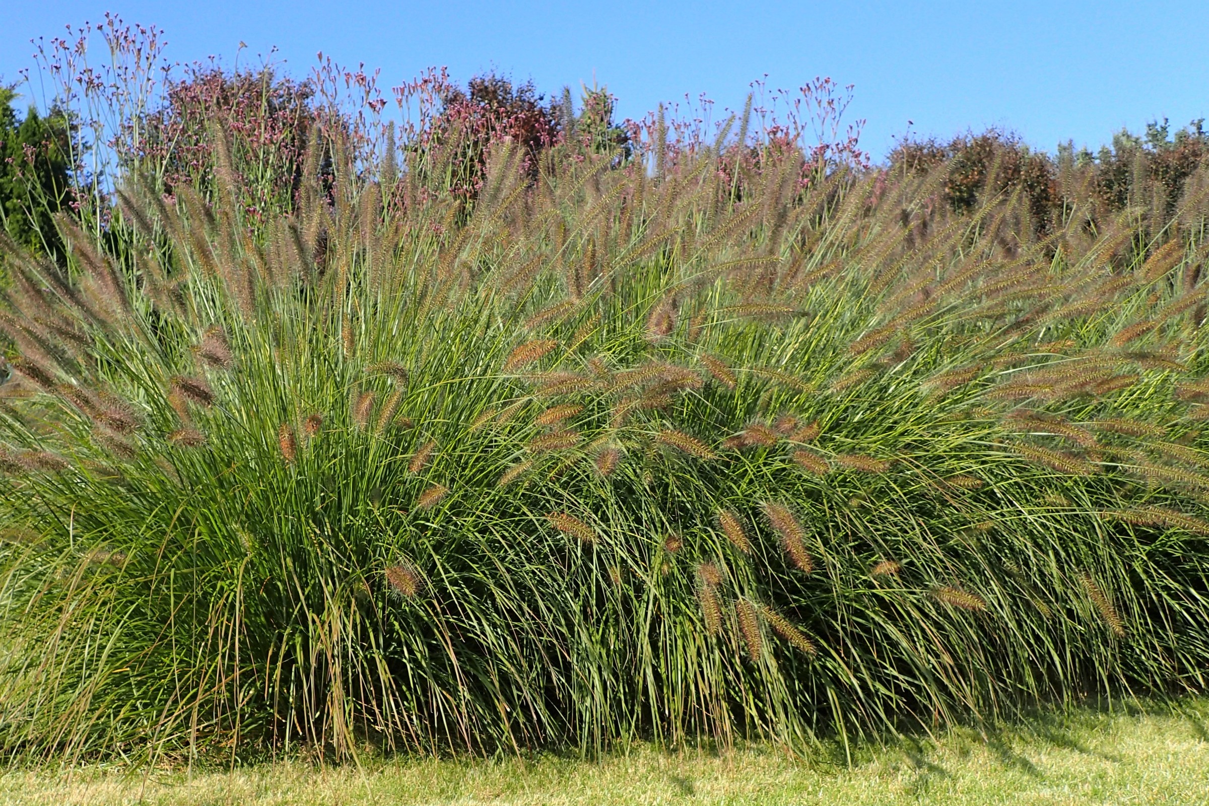 Grass, Hameln — whole plant
