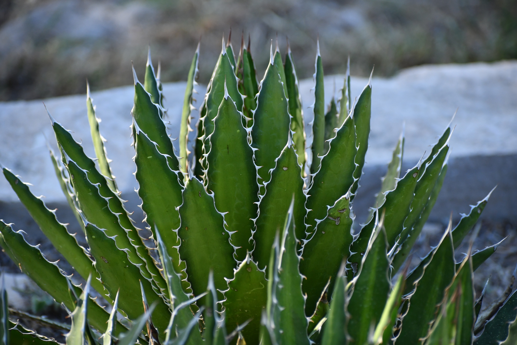 Agave, Neomexicana — leaf structure (margins, teeth, imprint, color)