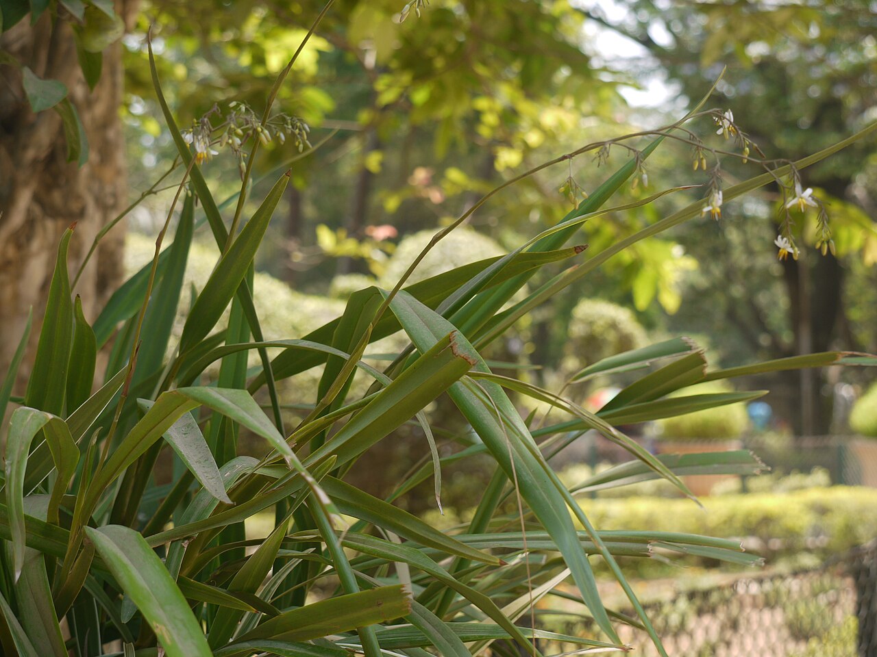 Dianella — flowers or notable detail