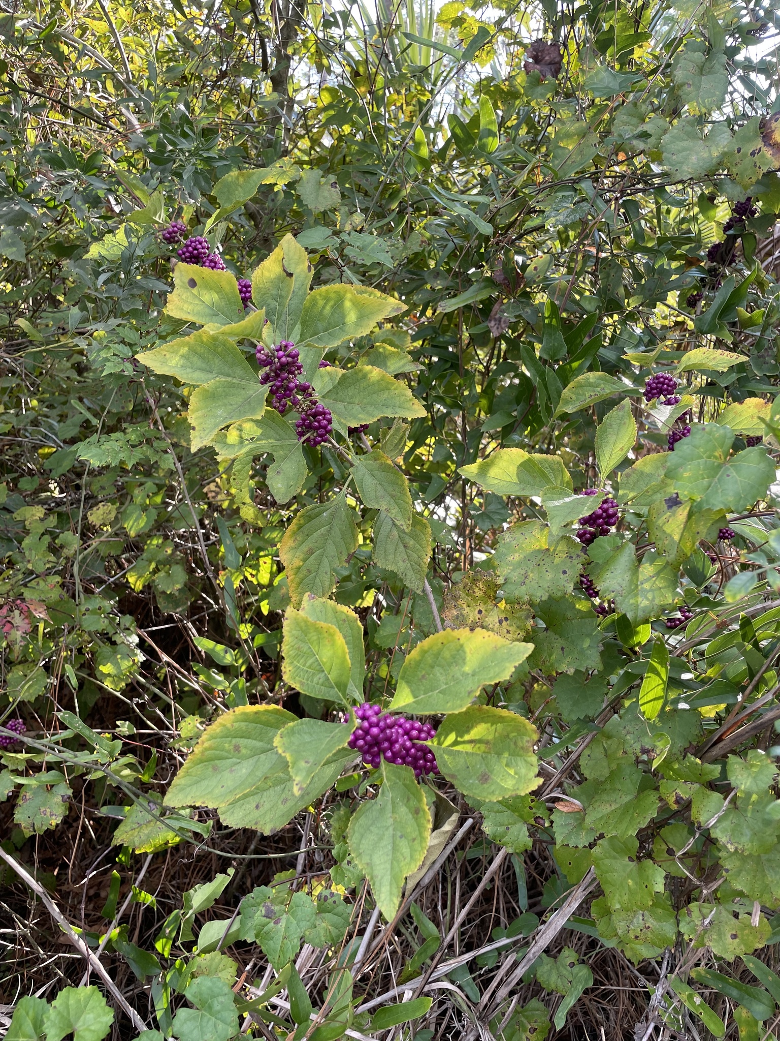 Beautyberry — whole plant