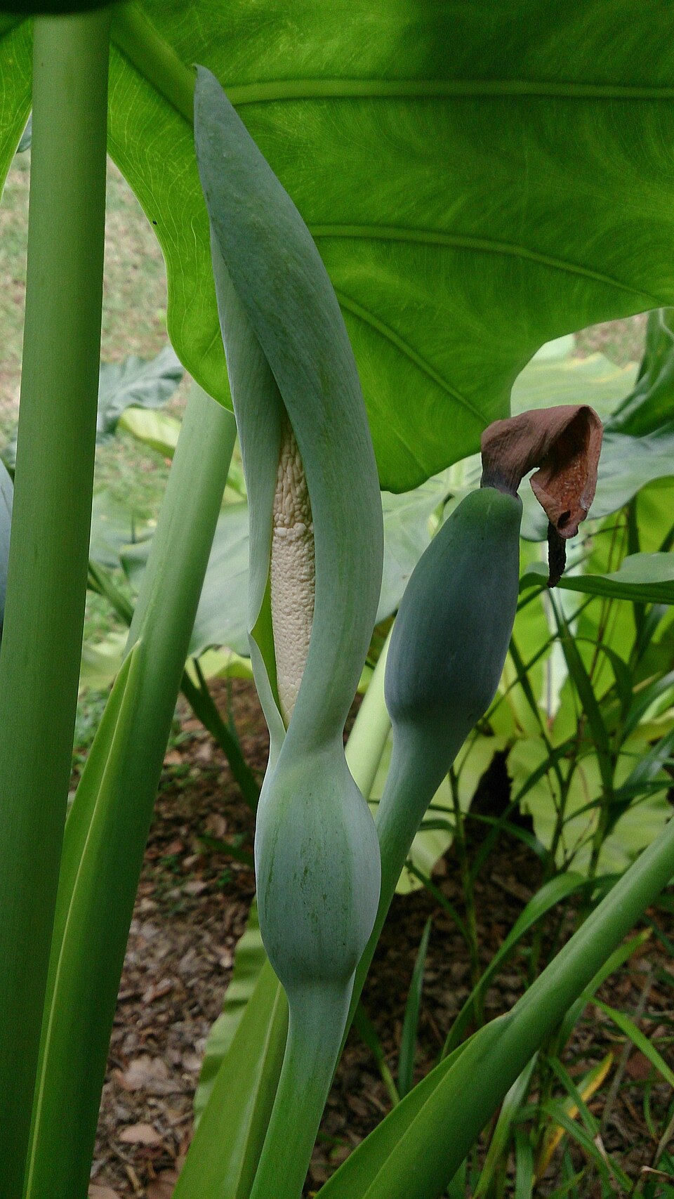 Philodendron Split Leaf — flowers or notable detail