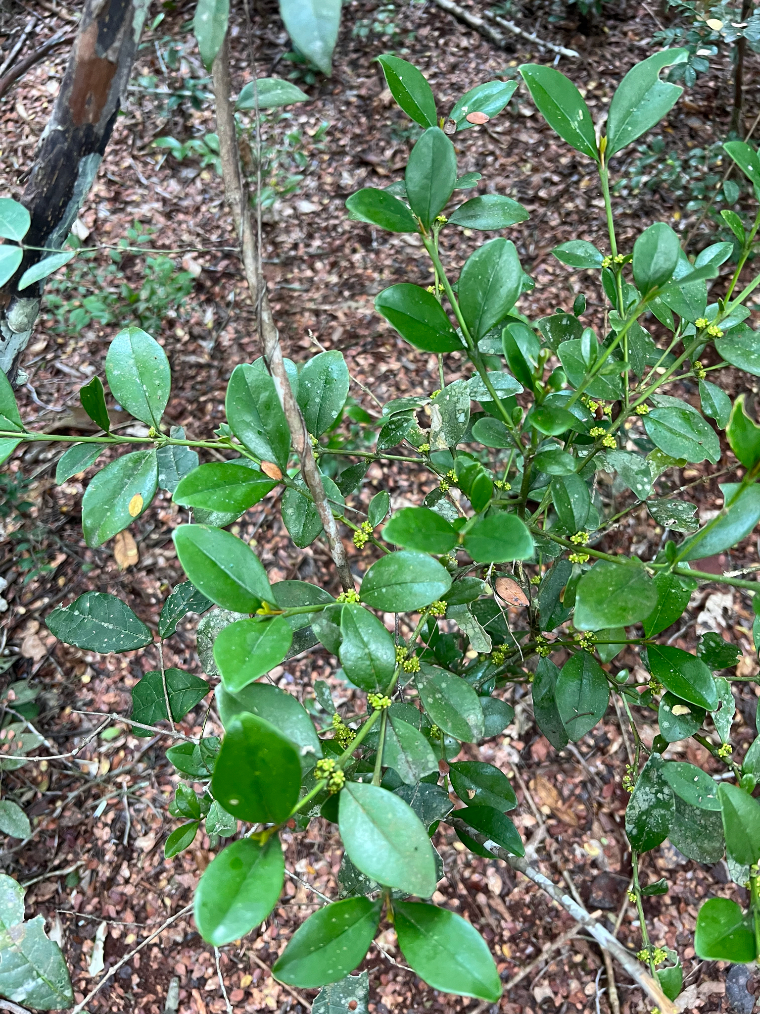Boxwood, Baby Jade — whole plant