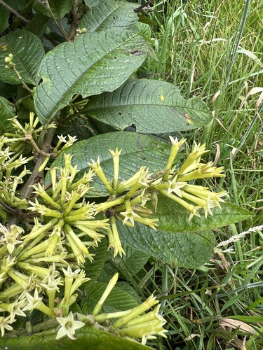 Cestrum — whole plant