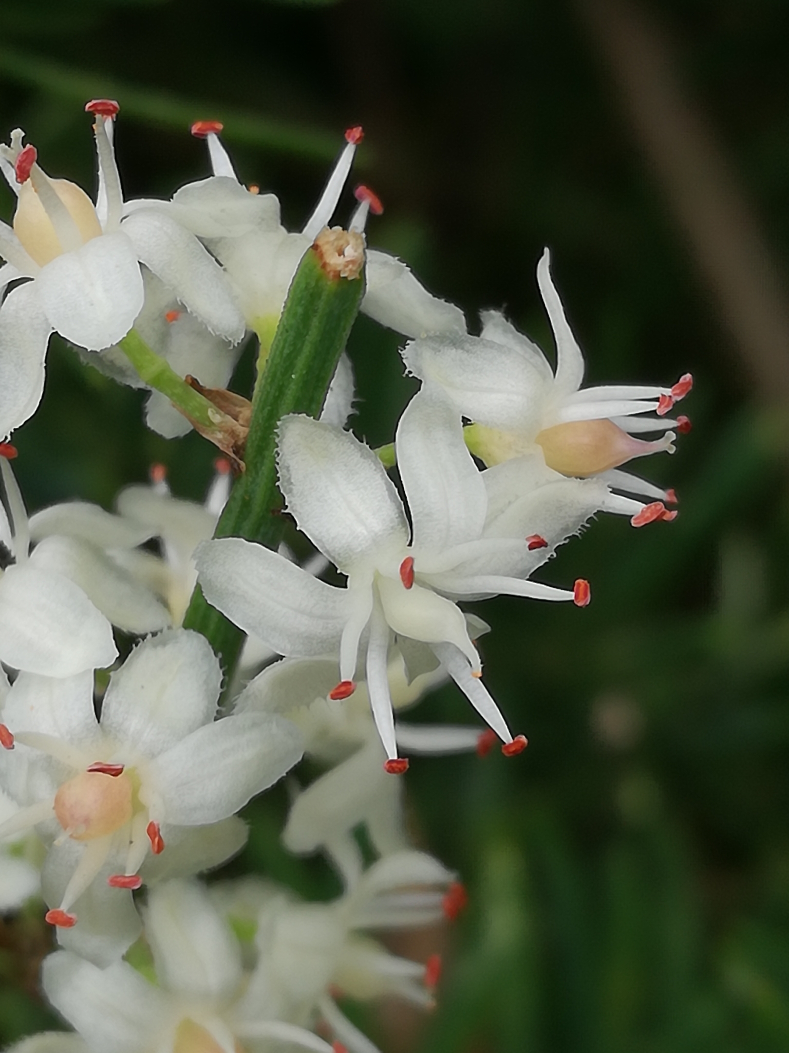 Fern, Foxtail — flowers or notable detail