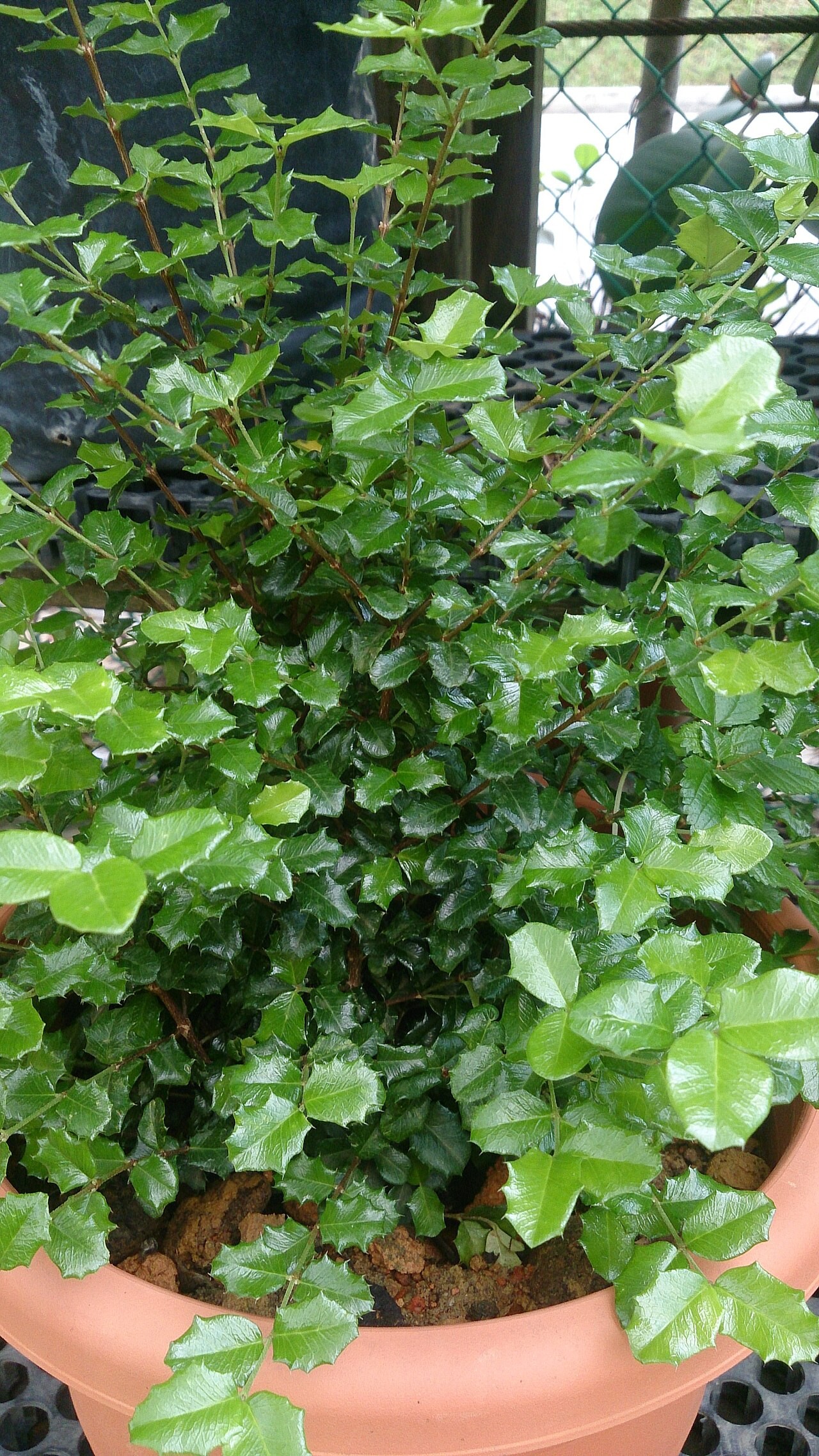 Holly, Chinese Dwarf — whole plant