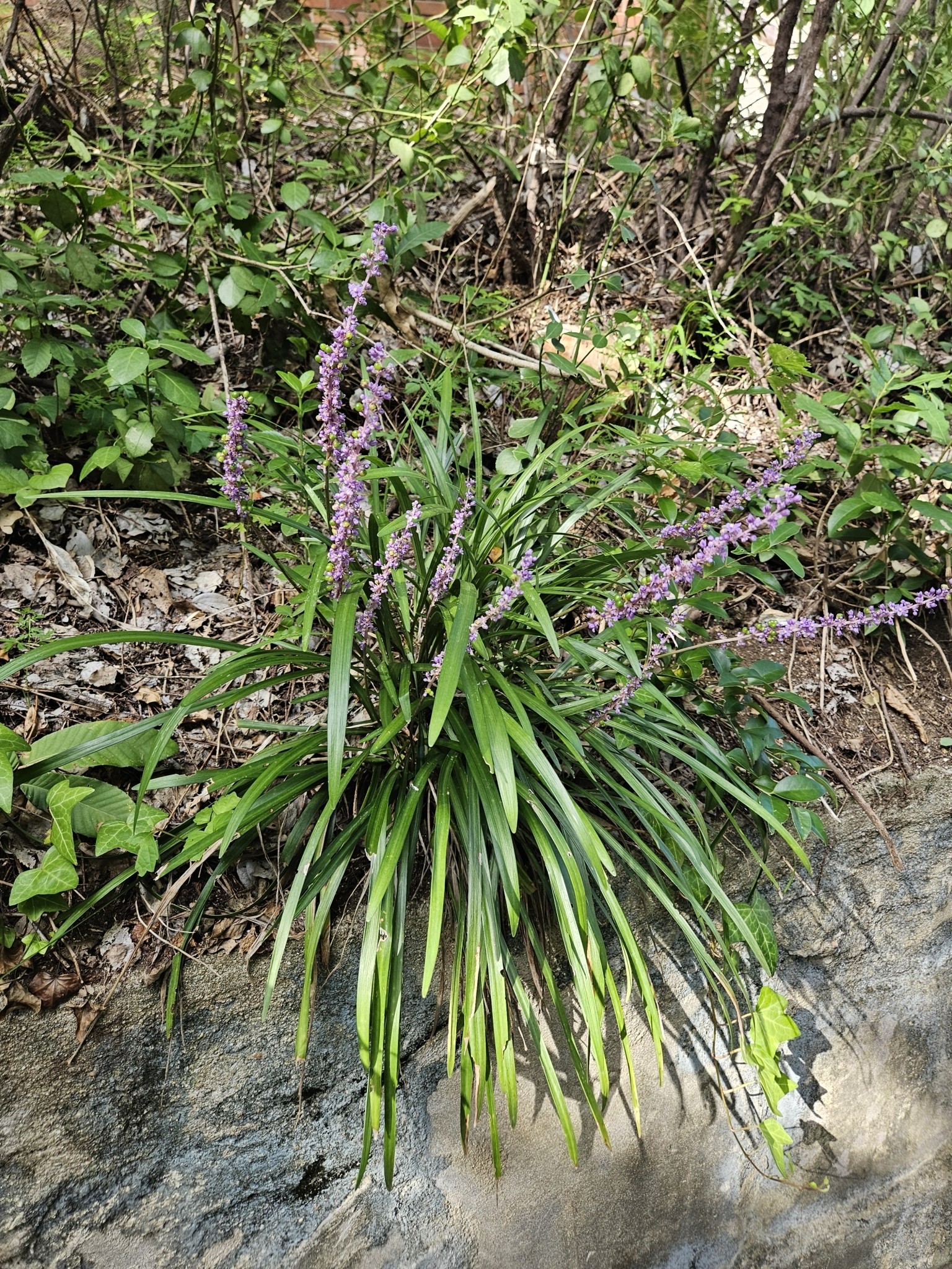 Liriope, Big Blue — whole plant