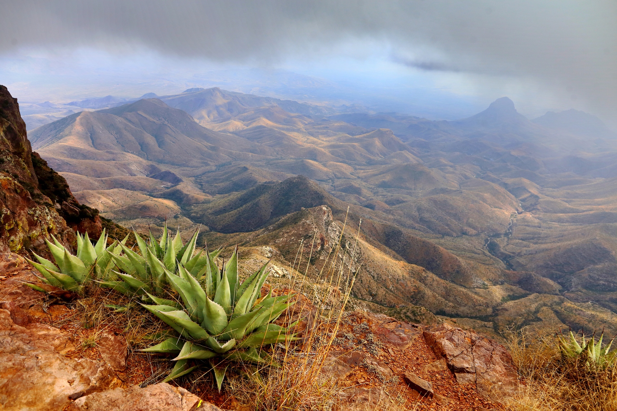 Agave Havardiana — whole plant