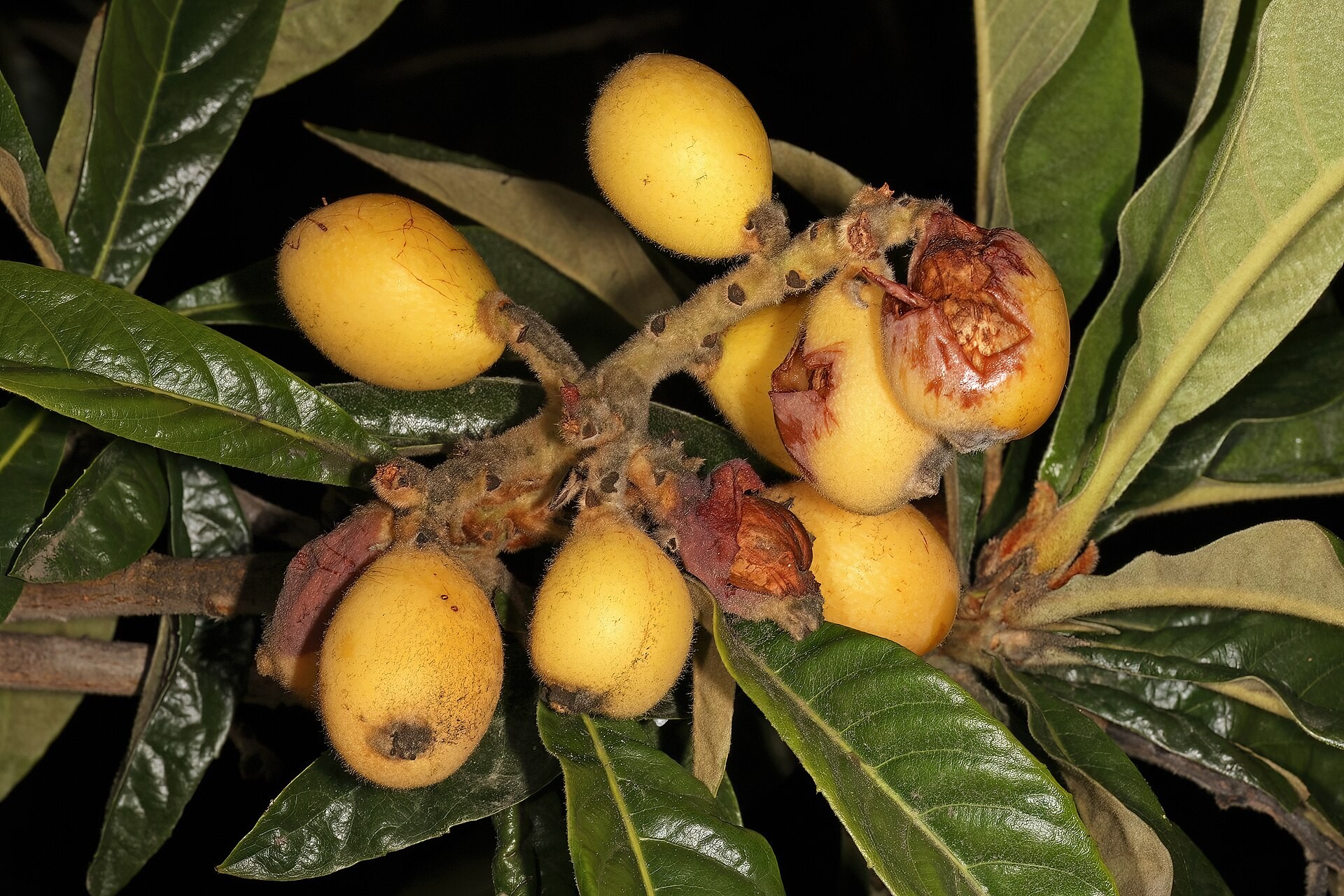 Coppertone — whole plant