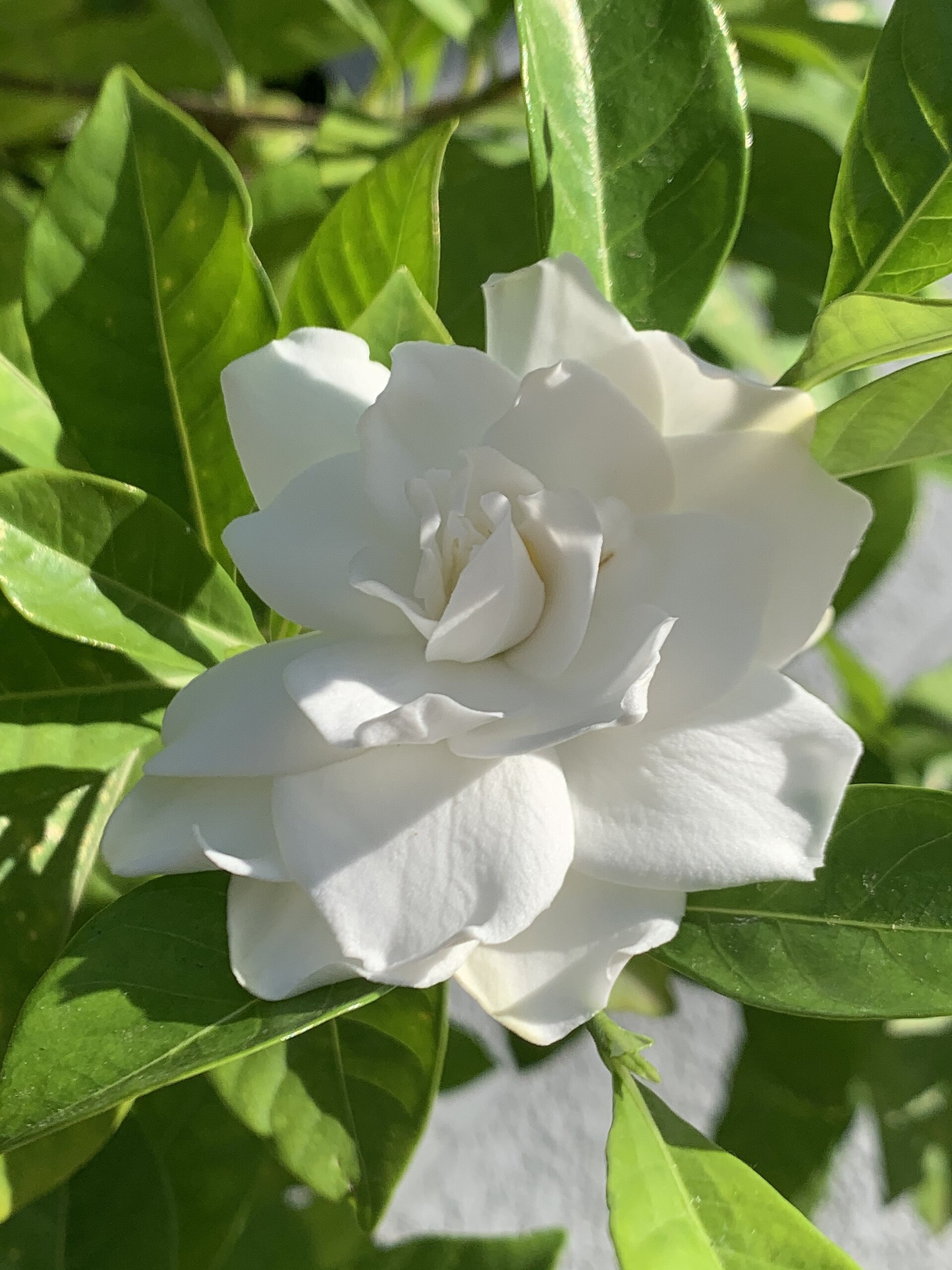 Gardenia — flowers or notable detail