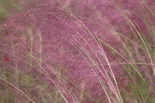 Gulf Muhly — whole plant