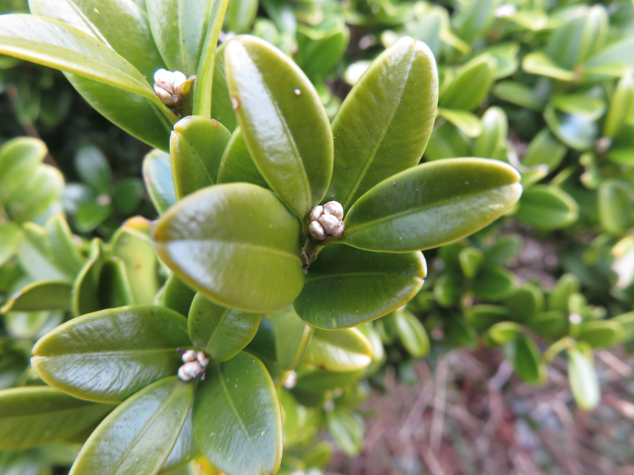Boxwood, Wintergreen And Japanese — whole plant