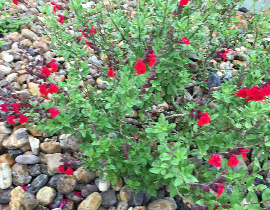 Autumn Sage — flowers or notable detail