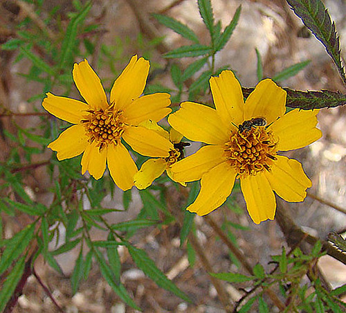 Copper Canyon Daisy — whole plant