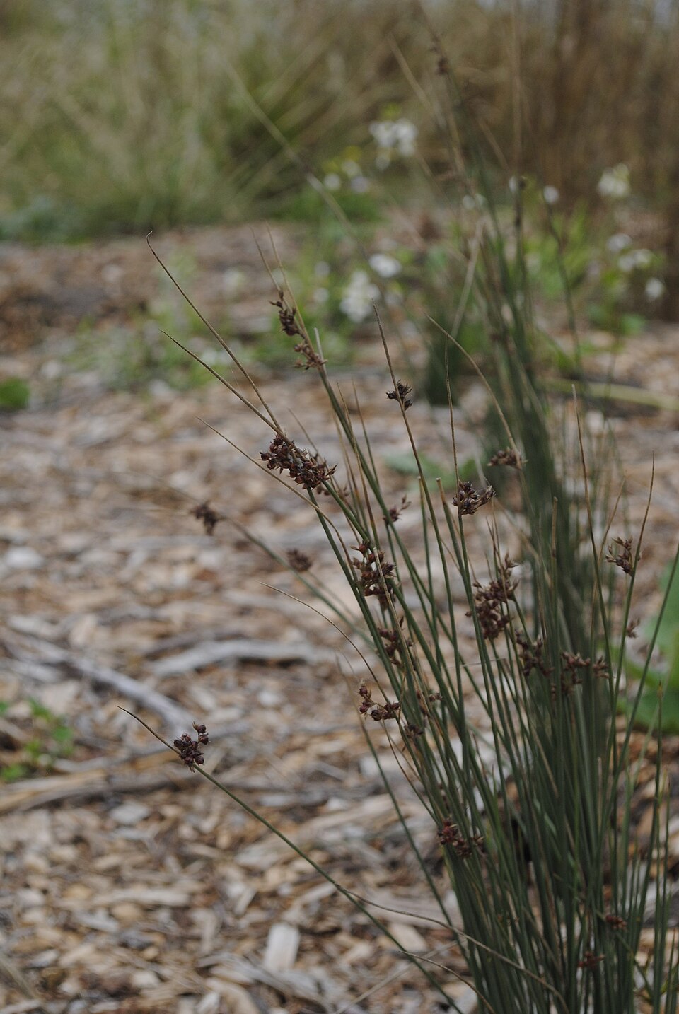 Juncus, Blue Rush — whole plant