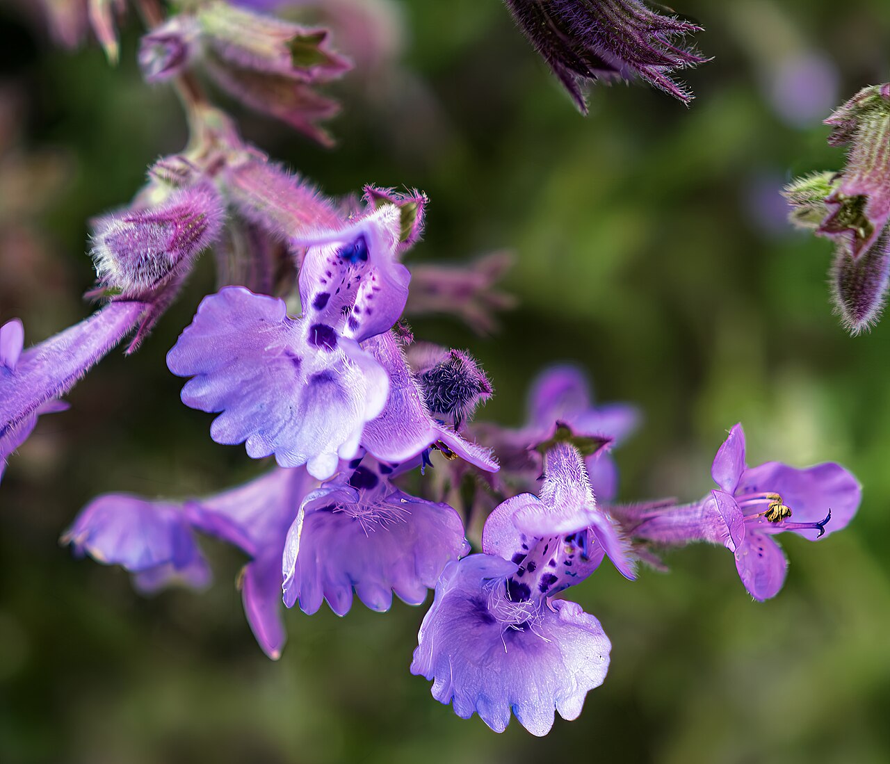 Catmint — flowers or notable detail