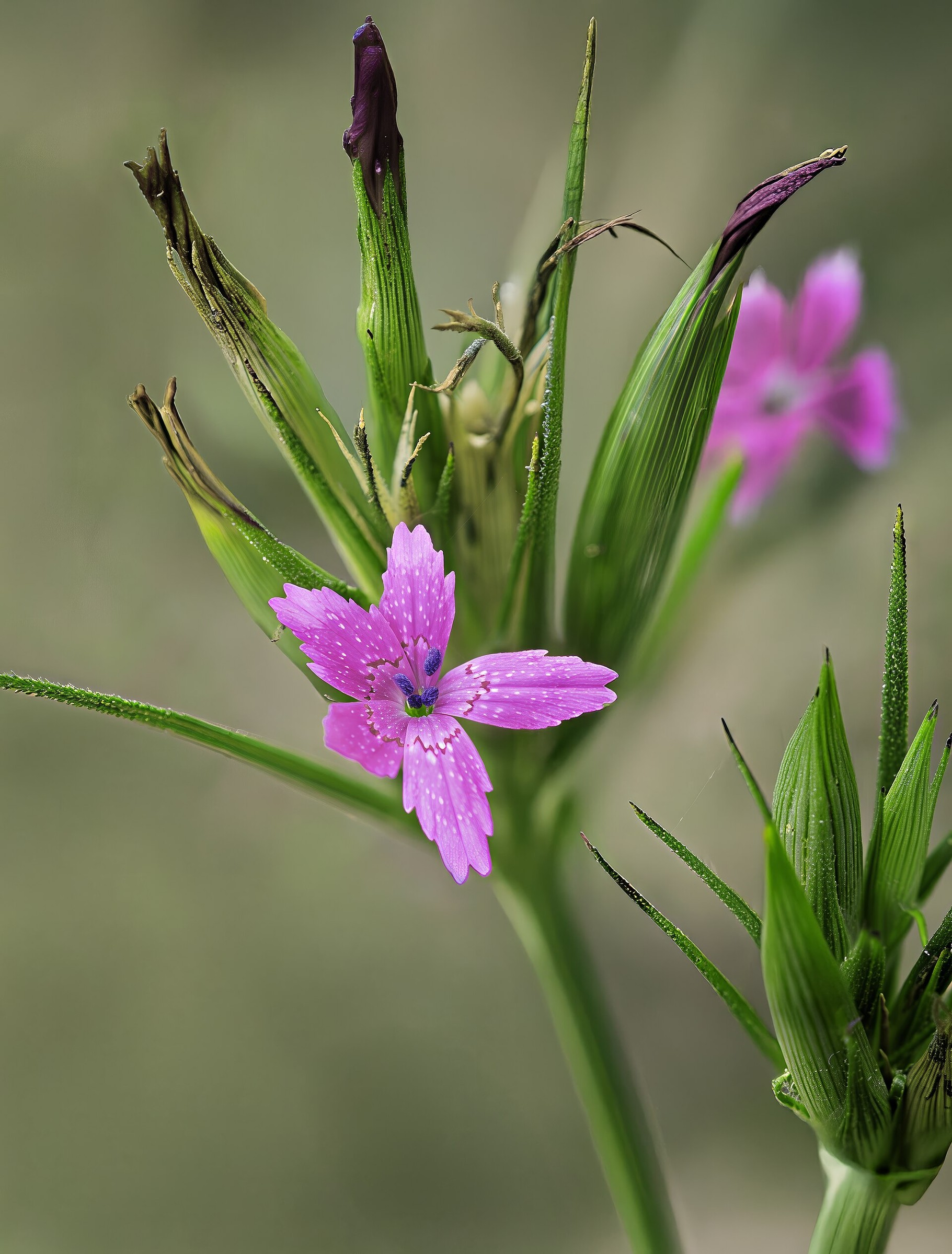 Dianthus — flowers or notable detail