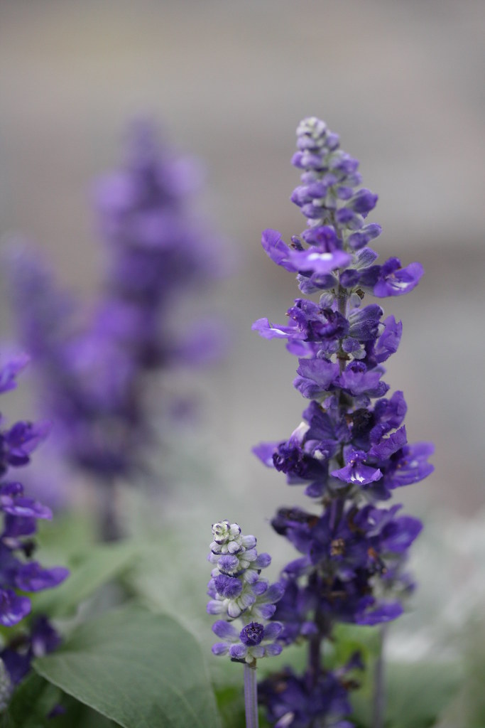 Henry Duelberg Salvia — whole plant
