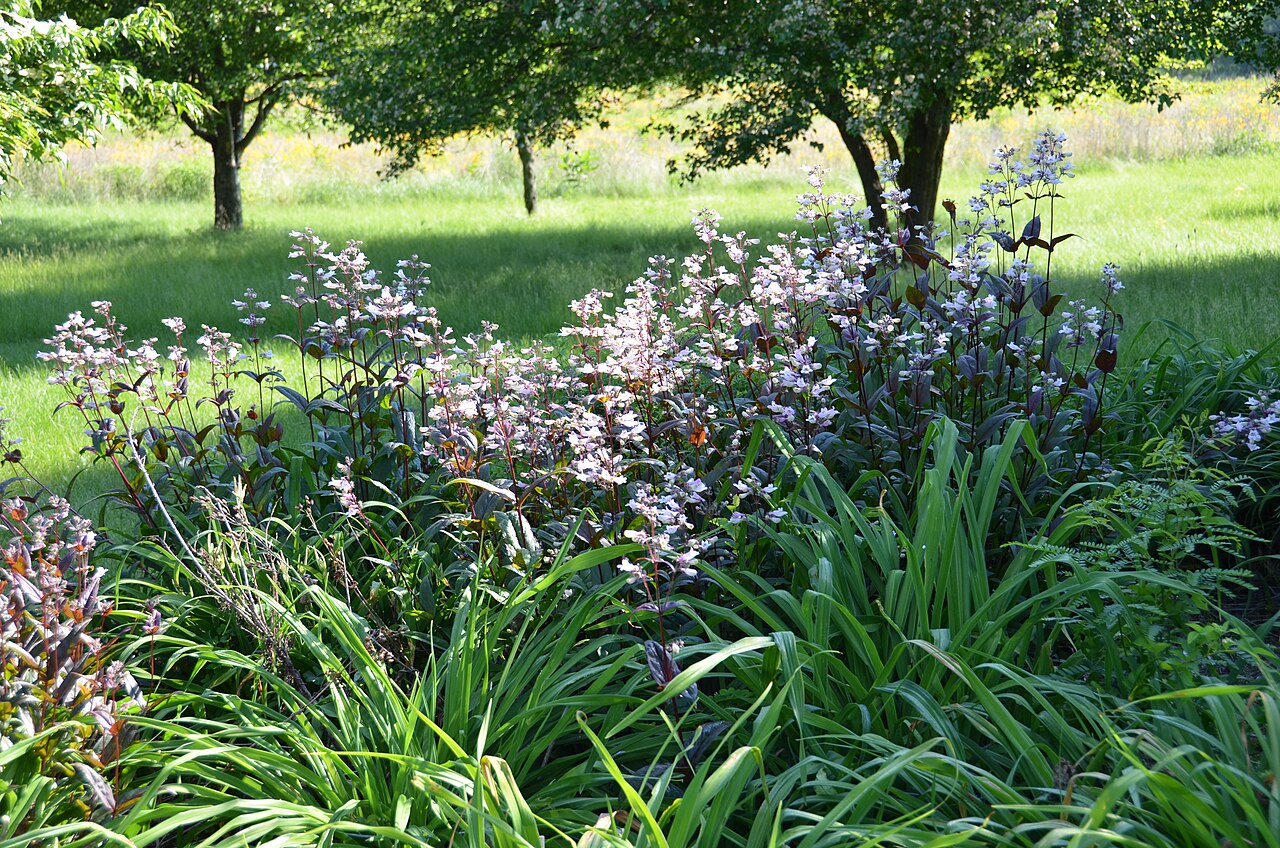 Penstemon — flowers or notable detail