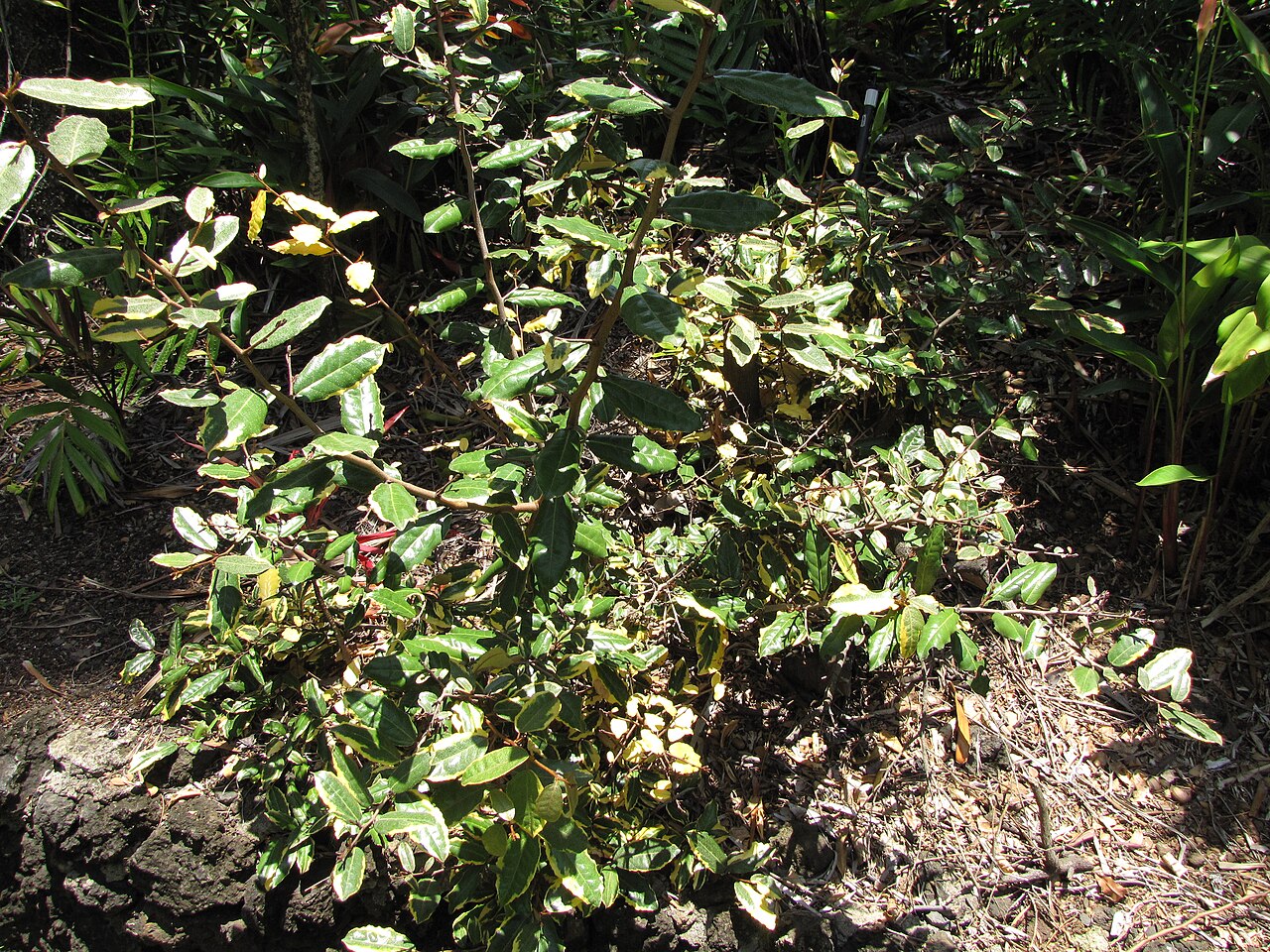 Elaeagnus — whole plant