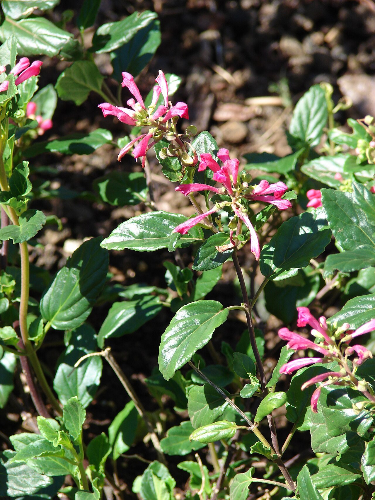 Skullcap, Pink — whole plant