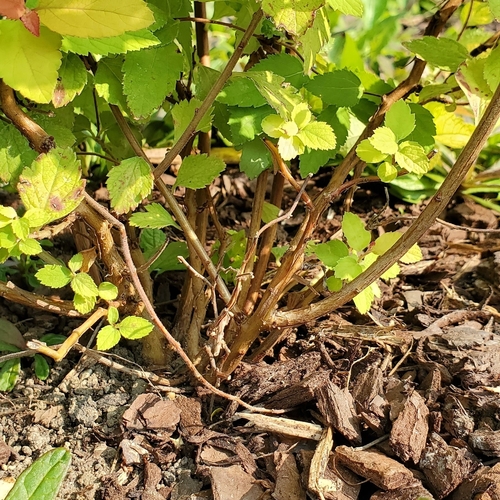 Spirea, Anthony Waterer — flowers or notable detail