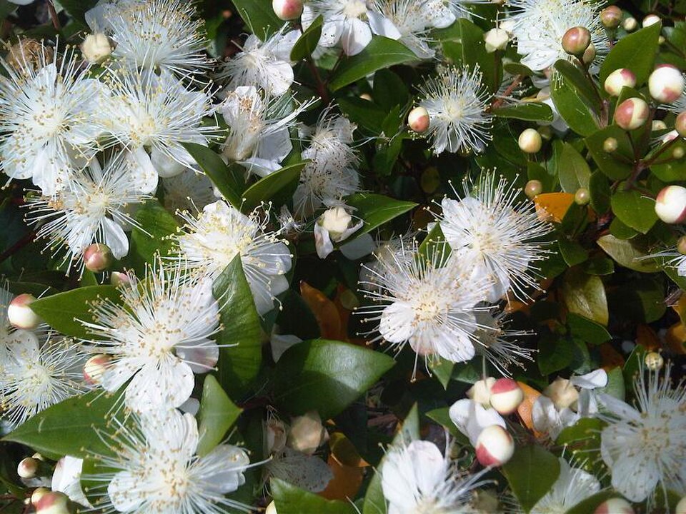 Myrtle, Compact Common — whole plant