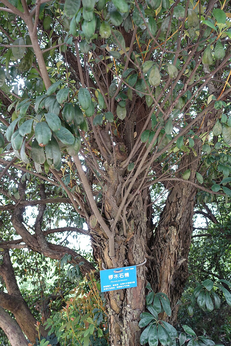 Photinia, Red Tip — whole plant