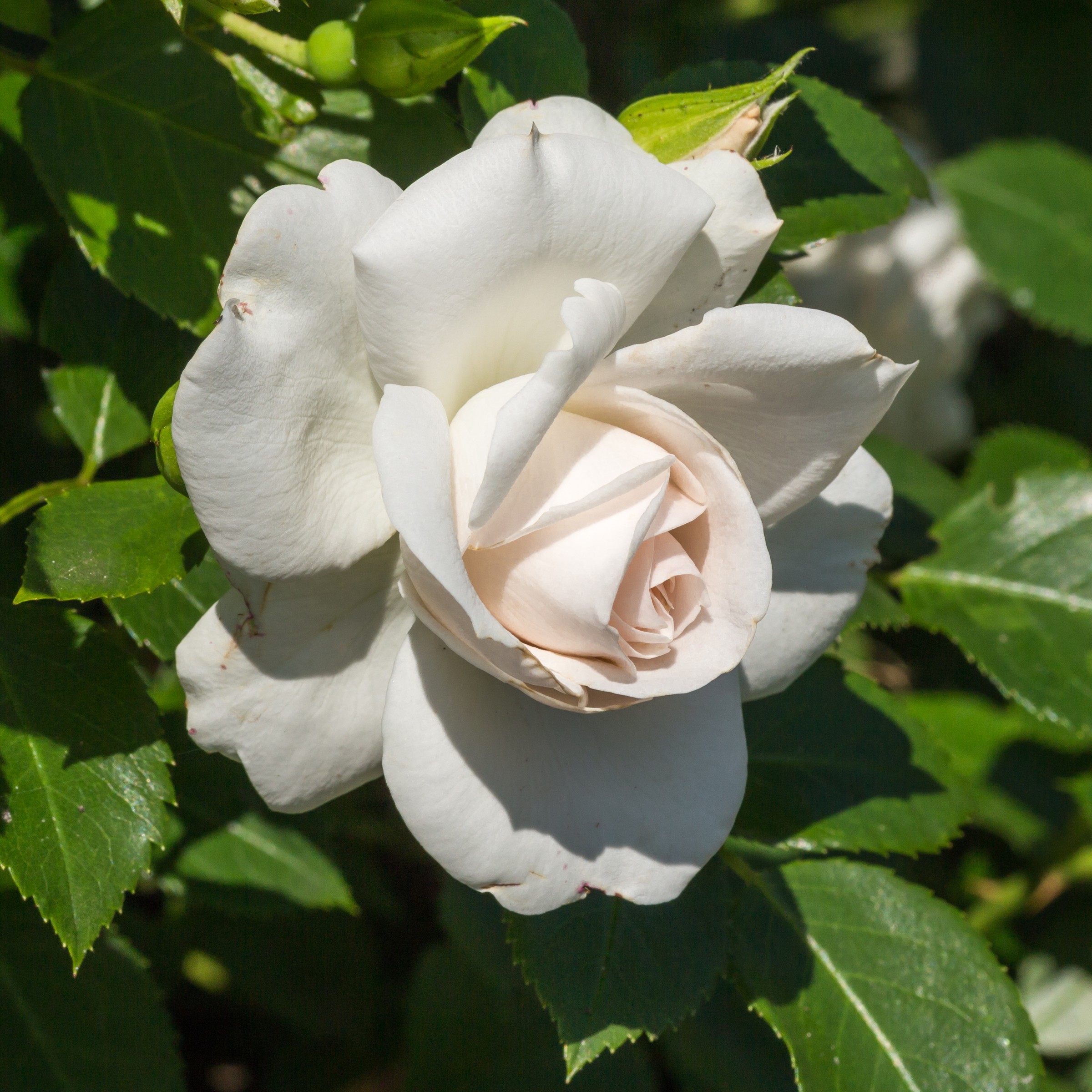 Rose, Icecap — flowers or notable detail