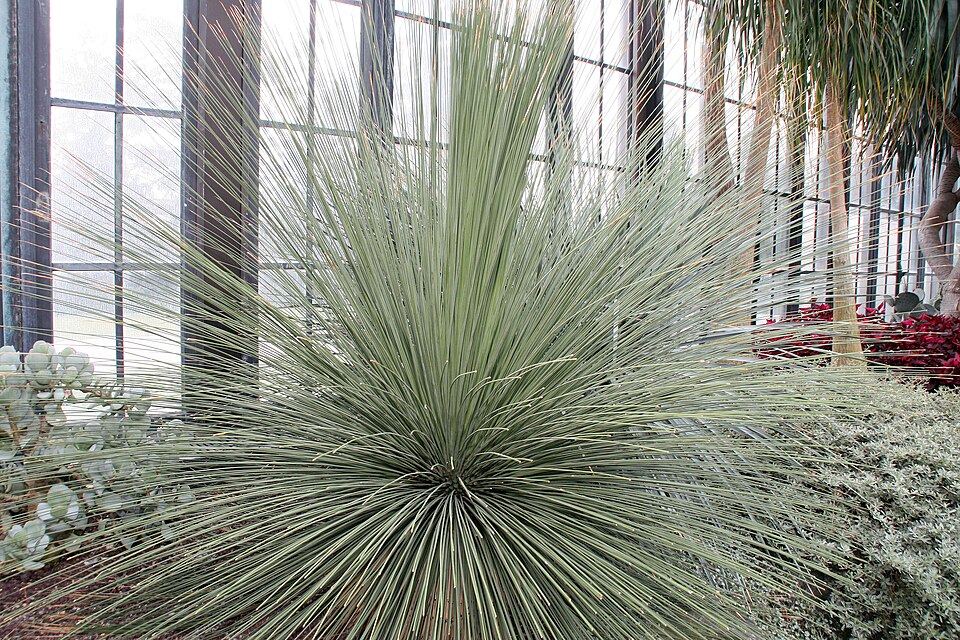Sotol Toothless — whole plant