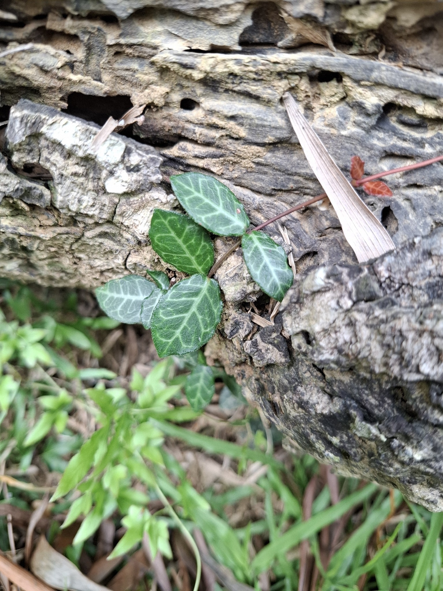Jasmine, Asian — whole plant