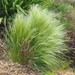 Mexican Feather Grass — flowers or notable detail