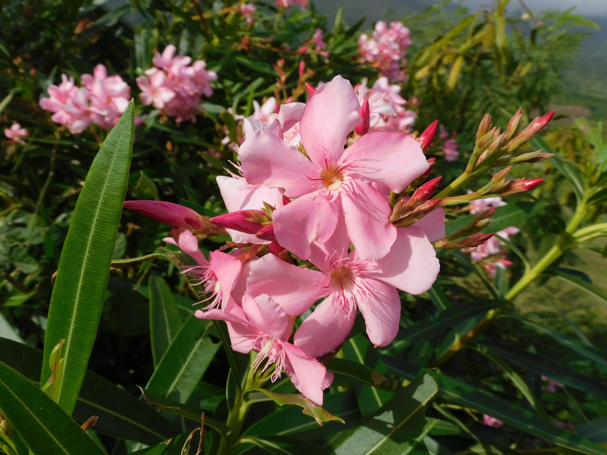Oleander, Pink And White — whole plant