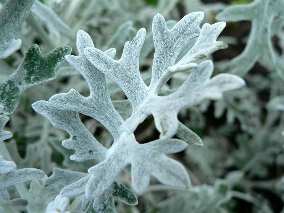Dusty Miller — whole plant